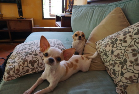 Snowbell and her daughter Zena, the Chihuahuas