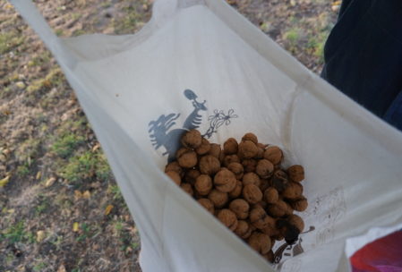 We ended up with several pounds of walnuts on two different trips.