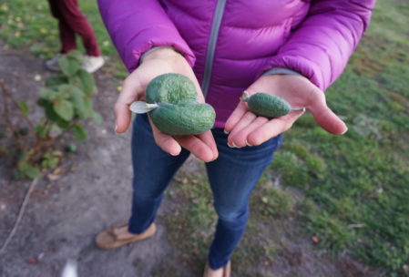 Normal feijoa (right) and mutant feijoa (left). They are a fruit native to New Zealand, sort of reminiscent of a kiwi and a lemon.