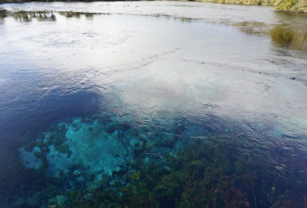 Te Waikoropupu Springs, some of the clearest freshwater in the world. I wanted to drink it but any contact was strictly prohibited.