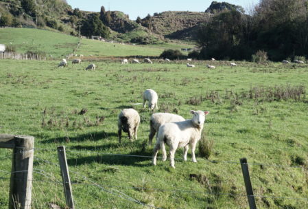 these little guys are a common sight. In a country of 4 million people, there are 40 million sheep.