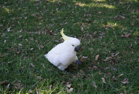 The Royal Botanic Gardens in Sydney had a large flock of cockatoos!