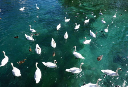 this lake has so many swans